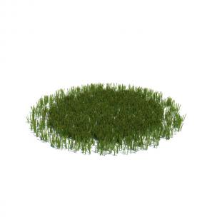 韭菜花草绿植