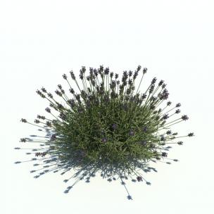 薰衣草花草绿植