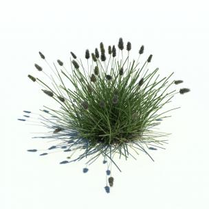 冰草花草绿植