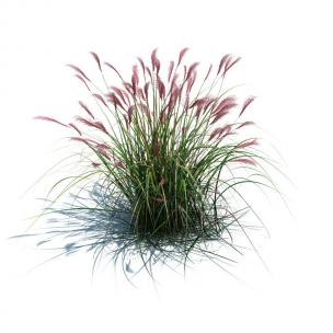 狼尾草花草绿植