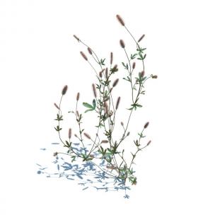青葙花草绿植