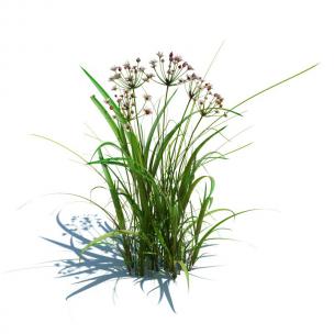 花蒲花草绿植