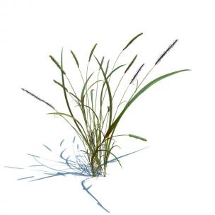 牛筋草花草绿植