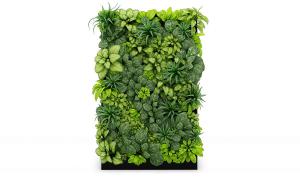 金边短叶虎尾兰植物墙