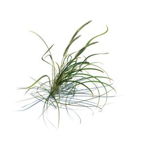 沿阶草花草绿植