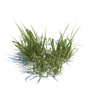 金钱蒲花草绿植