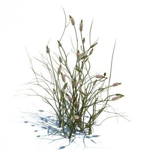 拳参花草绿植