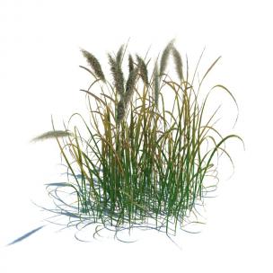 蒲苇花草绿植