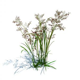 红毛草花草绿植