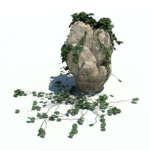 石头上形似薜荔的花草绿植