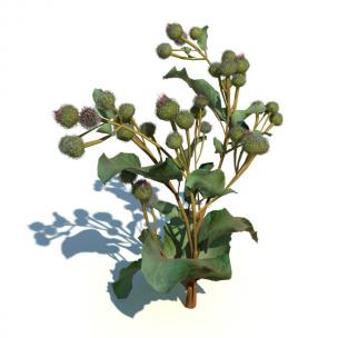 牛蒡花草绿植
