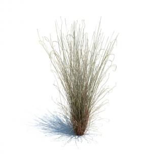 糙隐子草花草绿植