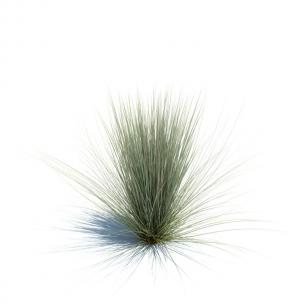 蓝羊茅花草绿植