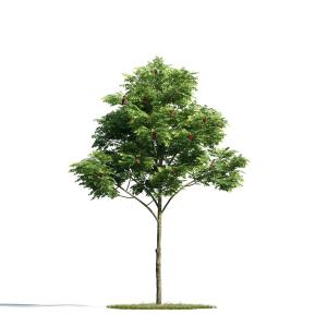 小棵、形似臭椿树的景观树木