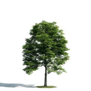 粗实的树干、形似榉树的景观树木