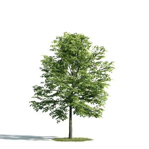 形似梧桐树的小棵景观树木
