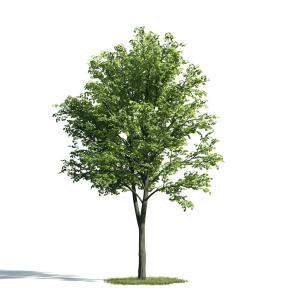 鹅掌揪树 景观树木