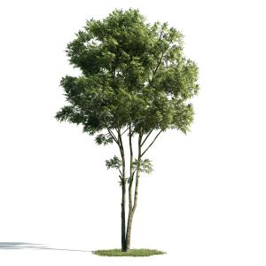 根部分叉、形似栾树的景观树木
