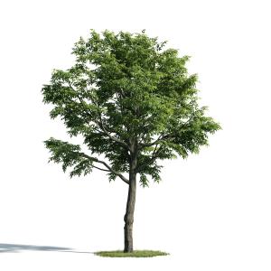 多枝干、形似榉树 景观树木