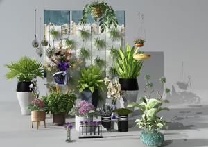 巢蕨、绣球花盆栽植物