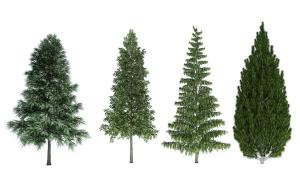 有雪松、侧柏的景观树木