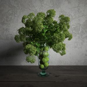 贝壳草花瓶植物