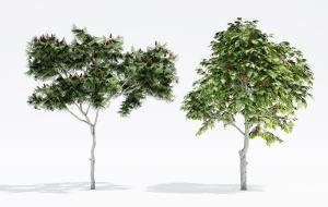 树上结着红苹果的果树 景观树木