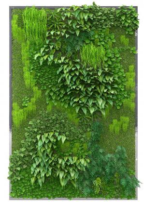 青苔、常春藤藤蔓植物墙