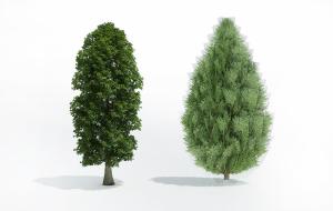 圆柏和侧柏景观树木