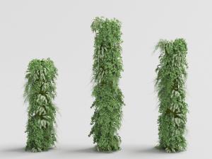 向上缠绕攀爬的藤蔓植物