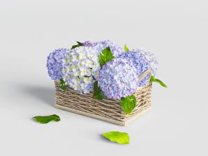 绣球花、藤编框