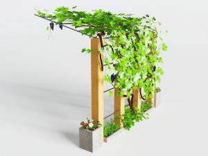 葡萄架