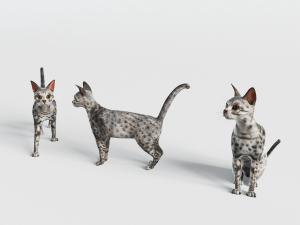 姿态不同带圆点的猫动物