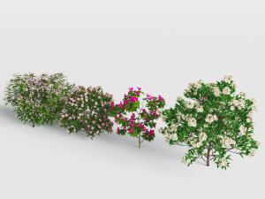 开满粉色、红色和白色花朵的花草植物