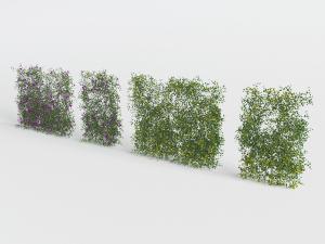 绿植墙、植物