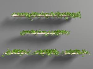 现代实木隔板上的藤蔓植物