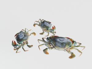 螃蟹水族动物