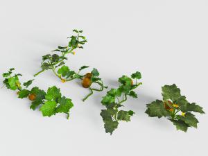 爬满地面的南瓜藤蔓植物