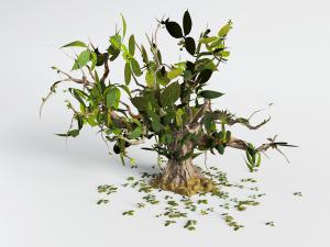 一棵树叶凋零的大树