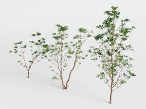 三棵小树