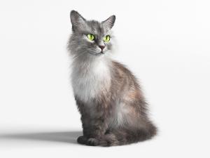 一只蹲立的猫动物