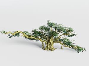 古树景观树木