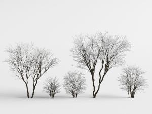 冬季里挂满雪花的树木