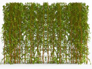 藤蔓植物墙
