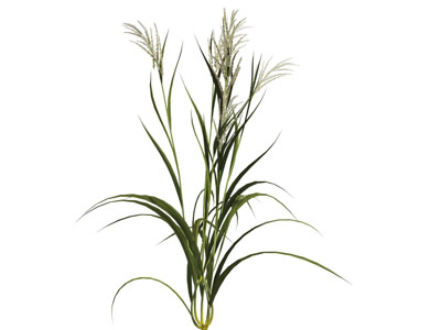 一棵花草植物