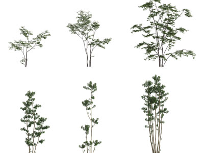 道旁绿植树木