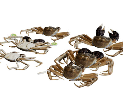 螃蟹水族生物