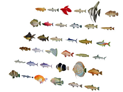 热带鱼水族生物