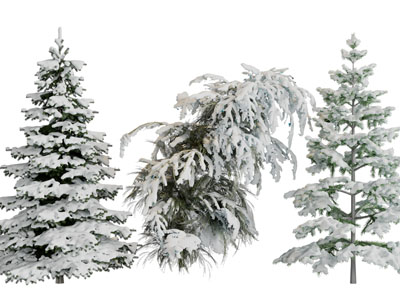 现代盖满雪花的松树