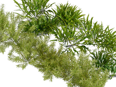 现代花草绿植